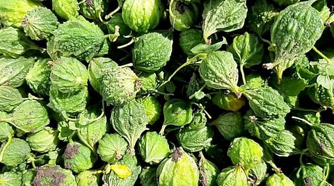 அறுவடை செய்யப்பட்ட மிதி பாகற்காய்