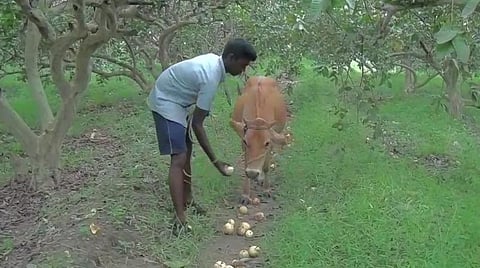 மாடுகளுக்கு உணவாகும் கொய்யா பழங்கள்
