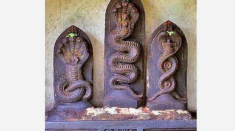 நாக சதுர்த்தியில் புற்றுக்கு பால்; சர்ப்ப தோஷம், ராகு - கேது தோஷம் விலகும்!  ஆடி வெள்ளி, ஆடிப்பூரம், நாக சதுர்த்தி- ஒரேநாளில் மூன்று விசேஷங்கள்! 