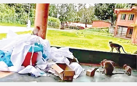 உதகை லவ்டேலில் அமைக்கப்பட்டுள்ள கரோனா சிகிச்சை மையத்தில் திறந்தவெளியில் வீசப்பட்ட கவச உடைகளை எடுத்துச் செல்லும் குரங்குகள்.