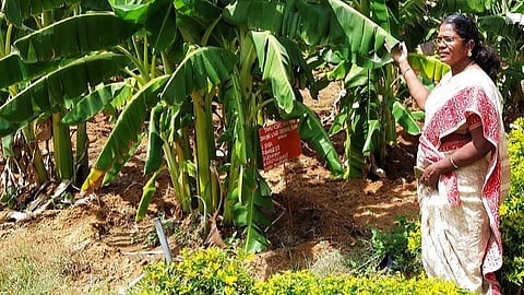 மானாவாரியாக பயிரிடும் வகையில் புதிய ஐவகை வாழை அறிமுகம்: ராமநாதபுரம் விவசாயிகளுக்கு வரப்பிரசாதம்