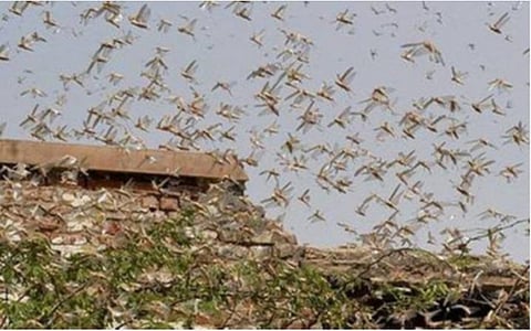 ஆப்பிரிக்க கண்டத்தில் இருந்து புதிய வெட்டுக்கிளிக் கூட்டம் படையெடுப்பு: வரும் வாரங்களில் நீடிக்கும்: மத்திய அரசு எச்சரிக்கை 