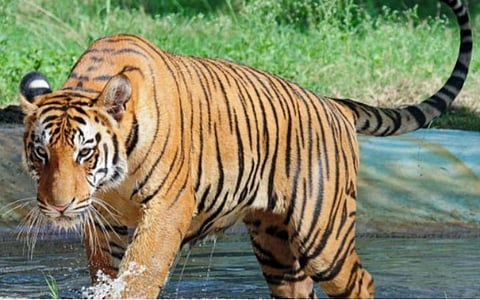 உலகப் புலிகள் எண்ணிக்கையில் இந்தியாவில் மட்டும் 70%