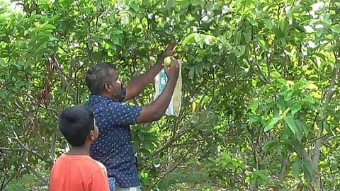 கவாத்து செய்தால் குடை போல் மாறும் கொய்யா மரங்கள்: மகசூல் அதிகரிப்பதாக தோட்டக்கலைத்துறை அறிவுரை