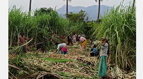 கரும்பு வெட்டும் பணியில் மாணவ மாணவிகள்.