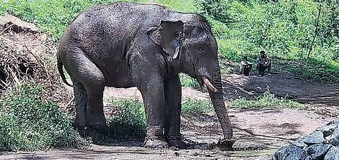  வரகளியாறு முகாமில் திறந்தவெளியில் பராமரிக்கப்படும் ‘அரிசி ராஜா’ யானை.﻿