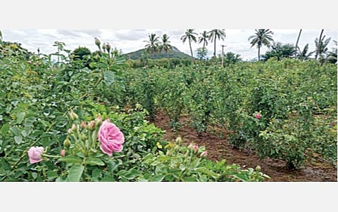 கொடைரோடு அருகே சி.புதூர் கிராமத்தில் பயிரிடப்பட்டுள்ள பன்னீர் ரோஜா செடிகள். (உள்படம்)  வெள்ளைச்சாமி.