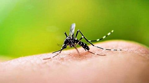 டெங்கு காய்ச்சல் வராமல் தடுக்க வீடுகளை தூய்மையாக வைத்திருக்க வேண்டும்: சென்னை மாநகராட்சி ஆணையர் வேண்டுகோள்