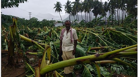 மாவூத்தம்பதி கிராமத்தில் சேதமடைந்த வாழை.