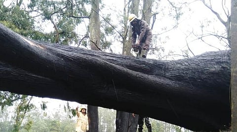 பந்தலூர் ஓர்கடவு பகுதியில் அபாயகரமான மரத்தை வெட்டும் தீயணைப்பு வீரர்.