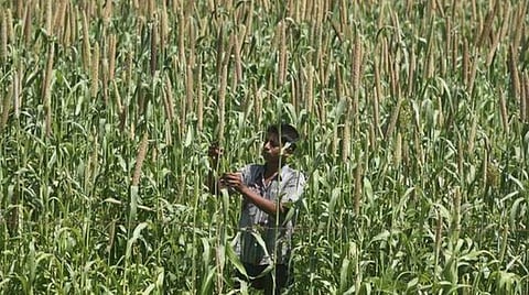 பருவநிலை மாற்றத்தால் மண் ஈரப்பதம் குறைவு; சிறுதானிய உற்பத்தி பரப்பை அதிகரிக்க வேண்டும்: எம்.எஸ்.சுவாமிநாதன் ஆராய்ச்சி அறக்கட்டளை விஞ்ஞானி யோசனை