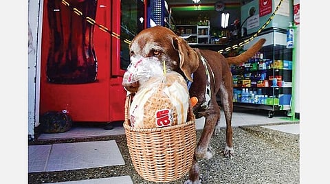 கரோனா வைரல்கள்: டெலிவரி நாய்!