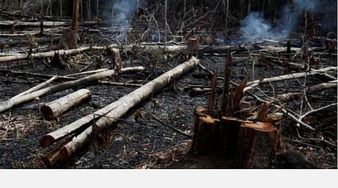 அமேசான் காடுகள் எரிகிறது என்பது பொய்: பிரேசில் அதிபர் ஜெய்ர் போல்சனோரா