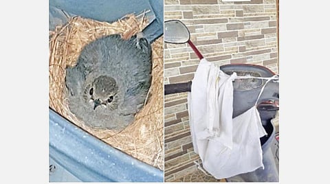 காரைக்குடியில் ஓட்டல் உரிமையாளர் ஒருவரின் மோட்டார் சைக்கிளில் கூடு கட்டி குடியேறிய கரிச்சான் குருவி.(வலது) குருவி கூட்டை பாதுகாக்க மோட்டார் சைக்கிளில் துணி கட்டப்பட்டுள்ளது.