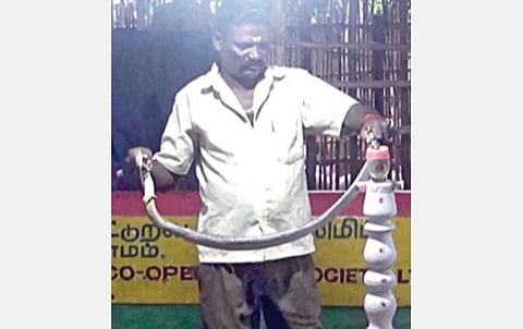 மாமல்லபுரம் அருகே வடநெம்மேலி பாம்பு பண்ணையில் விஷம் எடுக்கும் பணியில் ஈடுபட்டுள்ள பணியாளர். (கோப்பு படம்)