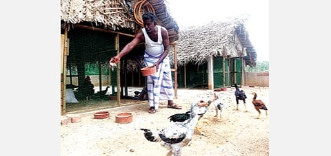 பண்ணையில் வளர்க்கப்படும் நாட்டுக்கோழி. (வலது ) நாட்டுக்கோழிகளுக்கு தீவனம் இடும் விவசாயி ஆர். காளிமுத்து.