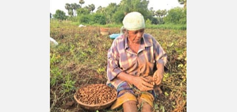 பொள்ளாச்சியில் நிலக்கடலை பறிக்கும் பணியில் ஈடுபட்டுள்ள பெண் தொழிலாளி