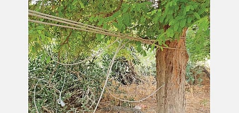 பொத்தகுடியில் மின்மாற்றியில் இருந்து அறுந்து விழுந்த மின்கம்பியை மரத்தில் கட்டி வைத்துள்ள மின் ஊழியர்கள்.﻿﻿