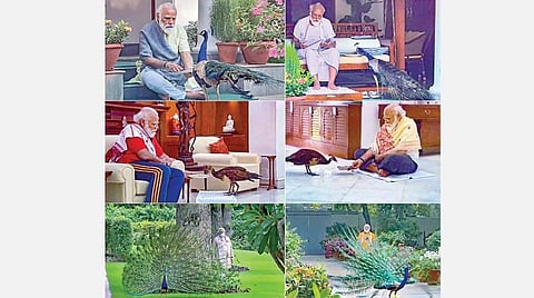 பிரதமர் மோடி காலையில் உடற்பயிற்சி செய்த போது, மயில்களுக்கு உணவளித்த காட்சிகள்.﻿﻿