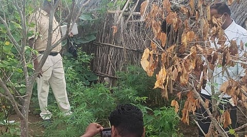 விவசாயி பூபதி தோட்டத்தில் கஞ்சா செடிகளை காவல்துறையினர் சோதனை நடத்தினர்.