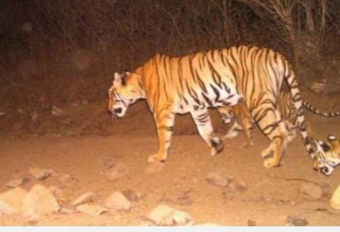 பிரதிநிதித்துவப் படம்.