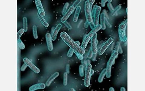 பாக்டீரியாக்களை உண்ணும் பாக்டீரியாக்கள்