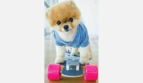 ஜிஃப்பாம்