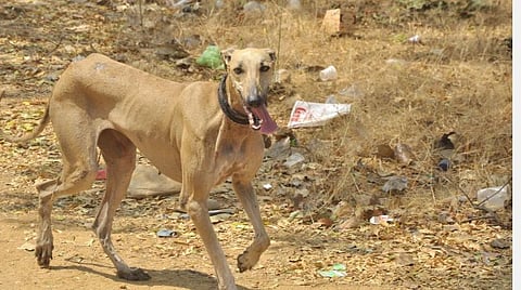 நாய்களும் வணிகமும்: ராஜபாளையம், கன்னி, சிப்பிப்பாறை நாய்கள் கிடைப்பது அரிதா?