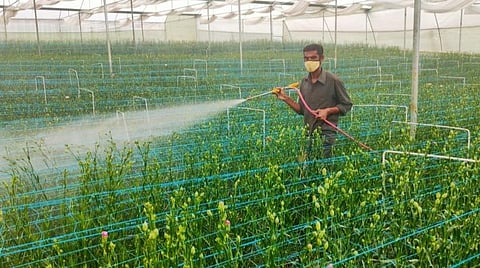 பசுமை குடில்களில் சாகுபடி செய்யப்படும் கொய் மலர்கள்