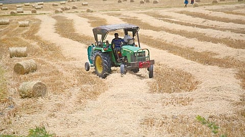 கன்னியாகுமரி மாவட்டம் சுசீந்திரம் கற்காடு பகுதியில் பரபரப்பாக நடந்து வரும் கன்னிப்பூ பருவ நெல் அறுவடை.