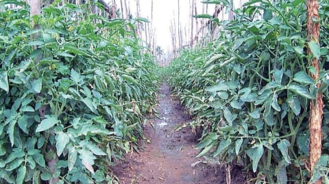 பொங்கலூர் பகுதியில் பயிர் அழுகாமல் இருக்க மூங்கில் குச்சிகளை முட்டுக்கொடுத்து நடைபெறும் தக்காளி சாகுபடி.﻿