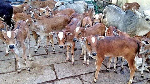 விலை நிர்ணயம் செய்வதில் கடைபிடிக்கப்படும் அணுகுமுறையால் முடங்கிய நிலையில் உம்பளச்சேரி இன கன்றுக் குட்டிகள் விற்பனை: அரசின் கவனத்துக்கு கொண்டு செல்லப்பட்டுள்ளதாக தகவல்