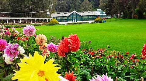 பல வண்ண மலர்களுடன் பச்சை பசேலென காட்சியளிக்கும் உதகை தாவரவியல் பூங்கா.