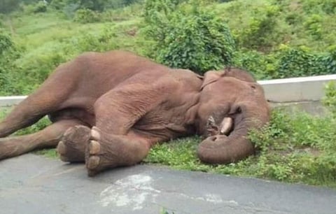 தமிழக-கேரள எல்லையில் ஆனைக்கட்டி, சோலையூர் அருகே மரப்பாலம் பகுதியில் உயிரிழந்த மக்னா யானை.