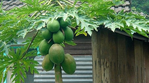 திருநெல்வேலி மாவட்டத்தில் அங்கன்வாடி மையங்களில் வீட்டுத்தோட்டம் அமைக்க ஆலோசனை