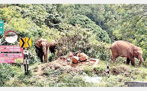 குன்னூர்-மேட்டுப்பாளையம் மலைப் பாதையில் சாலையோரம் உலா வந்த யானைகள்.