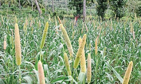 கரோனா காலத்திலும் குறையாத சாகுபடி; 1104.54 லட்சம் ஹெக்டேர் பரப்பளவில் பயிர்
