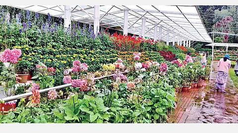 உதகையில் சுற்றுலாப் பயணிகளை கவர்ந்திழுக்கும் மலர்கள்