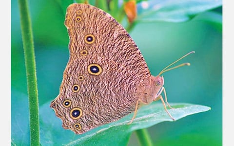 ‘﻿ஒரே வகை, 67 தோற்றம்’﻿ பரவசமூட்டும் பட்டாம்பூச்சிகள்: கேமராவில் படம் பிடித்து சாதனை படைத்த கோவை அரசு ஊழியர்