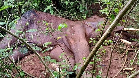 மேட்டுப்பாளையம் நெல்லித்துறை காப்புக்காடு பகுதியில் உயிரிழந்த யானை.
