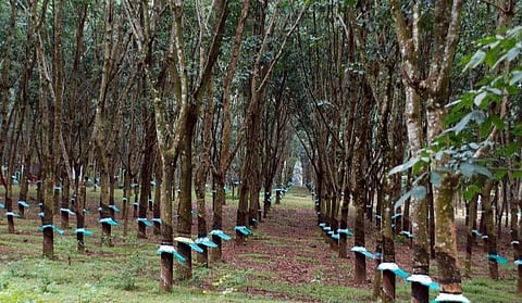 அரசு ரப்பர் கழகத்தின் சொத்துகள் வனத்துறையிடம் ஒப்படைப்பு: தொழிலாளர்களின் வாழ்வாதாரம் பறிபோகும் எனக் குற்றச்சாட்டு