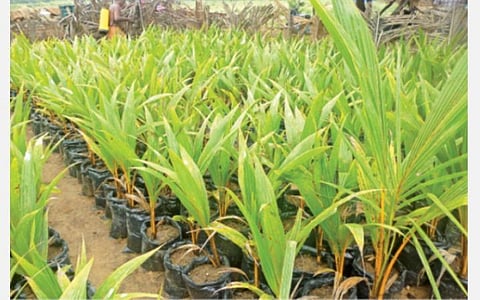 வெள்ளை ஈ தாக்குதலால் பாதிப்பு: பாரம்பரிய ரகத்துக்கு மாறும் தென்னை விவசாயிகள்