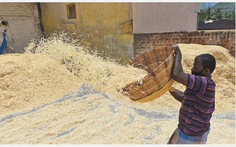 சேலம் அம்மாப்பேட்டை பகுதியில் உள்ள தீக்குச்சி தயாரிப்பு தொழிற்சாலையில் தீக்குச்சிகளை வெயிலில் உலர்த்தும் பணியில் ஈடுபட்டுள்ள தொழிலாளர்.படம்: எஸ்.குரு பிரசாத்