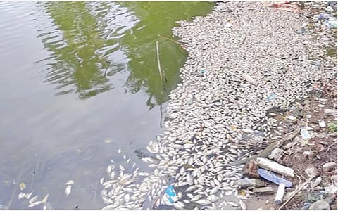 நாகை மாவட்டம் நாகூரில் உள்ள நாகநாத சுவாமி கோயில் குளத்தில் இறந்து மிதக்கும் மீன்கள்.