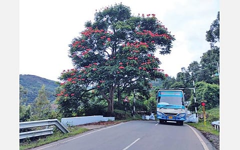 குன்னூர் சுற்றுவட்டாரப் பகுதிகளில் பூத்துக்குலுங்கும் ‘ ஸ்பேத்தோடியா' மலர்கள்