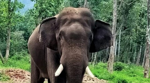 கும்கி யானை சுயம்பு.