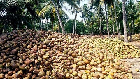 வட இந்தியாவில் தொடர் திருவிழா: மதுரை மாவட்ட தேங்காய்களுக்கு வரவேற்பு