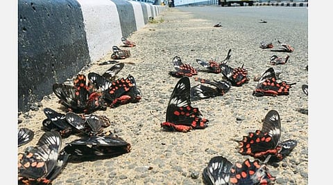 பாம்பன் பாலத்தில் வாகனங்களில் மோதி இறந்துகிடக்கும் வண்ணத்துப் பூச்சிகள்.