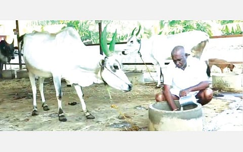 கல்லல் அருகே சொக்கநாதபுரத்தில் மாட்டுப் பண்ணை நடத்தி வரும் சம்பத்.