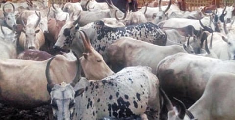 கூடலூர் பகுதியில் வளர்க்கப்படும் மலை மாடுகள்